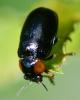 Smaragdina aurita